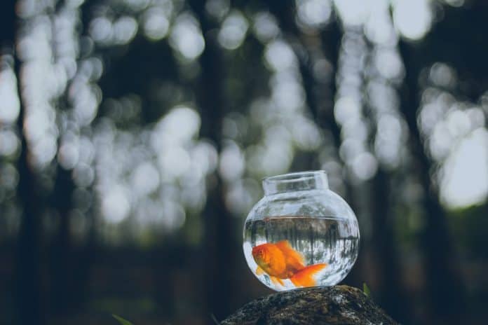 Goldfish in a glass bowl, sitting on a rock outdoors
