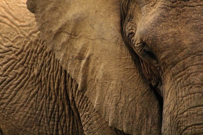 Close up of a wrinkly elephant