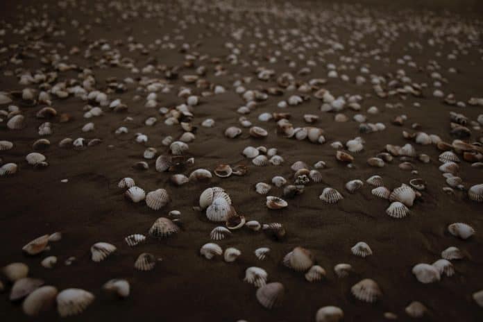 Damp, sandy beach covered in clam shells