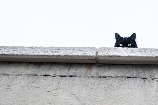 Black cat peeking over building ledge