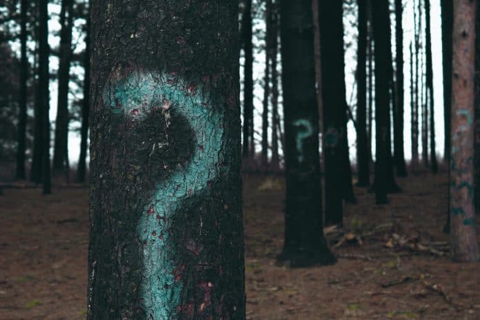 Trees in a forest with question marks sprayed painted on them