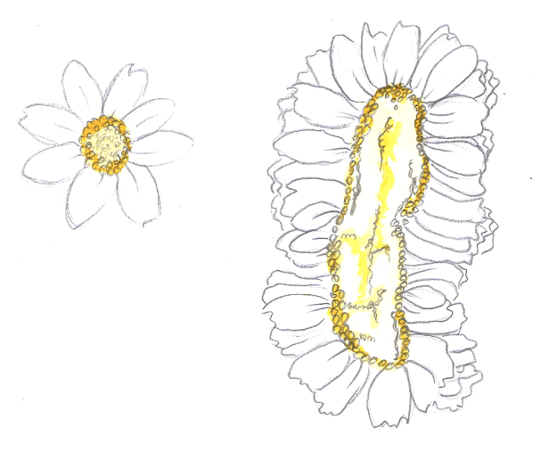 Drawing of non-fasciated and fasciated flowe