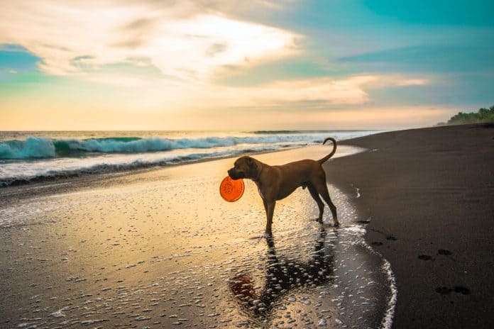 Dog standing on beach, at the waters edge, holding a Frisbee in its mouth