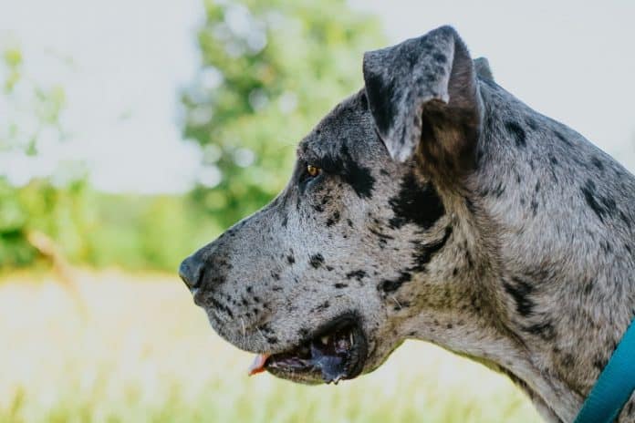 The side profile of the head of a grey/spotted great dane dog