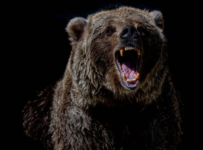 Roaring grizzly bear with its teeth bared