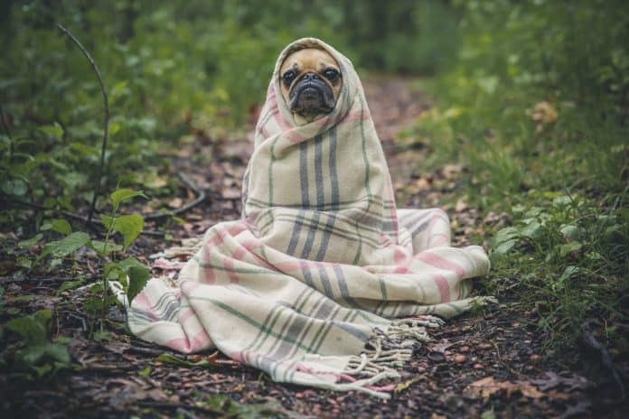 Small dog fully wrapped up in a blanket, sitting on a leafy trail outdoors