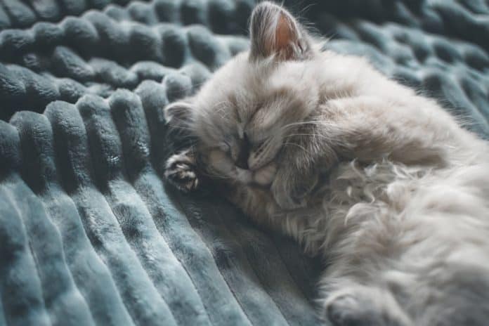 Small grey and white kitten sleeping on a blue textured blanket