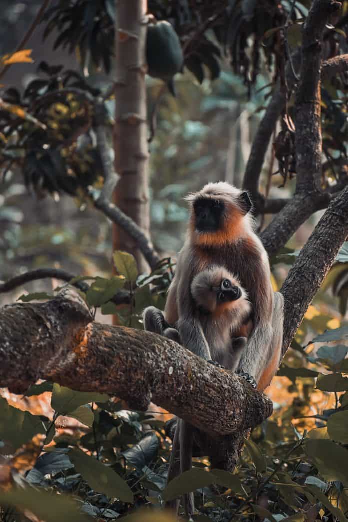 Two monkeys sitting on branch in the jungle
