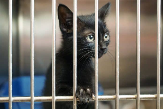 Black cat standing with its paws in the wires of a shelter cage