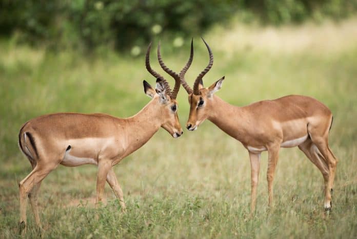 Two gazelles with horns fighting