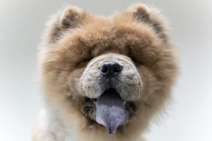 Chow chow dog panting with tongue out