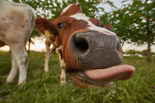 Fish-eye photo of cow sticking its tongue out at the camera