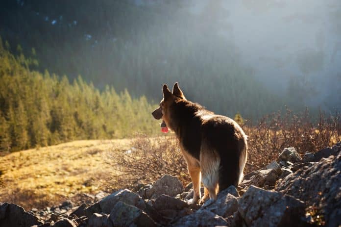 German shepard dog panting and looking out over a forested mountain terrain