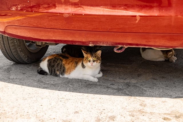 Two cats sitting under a car